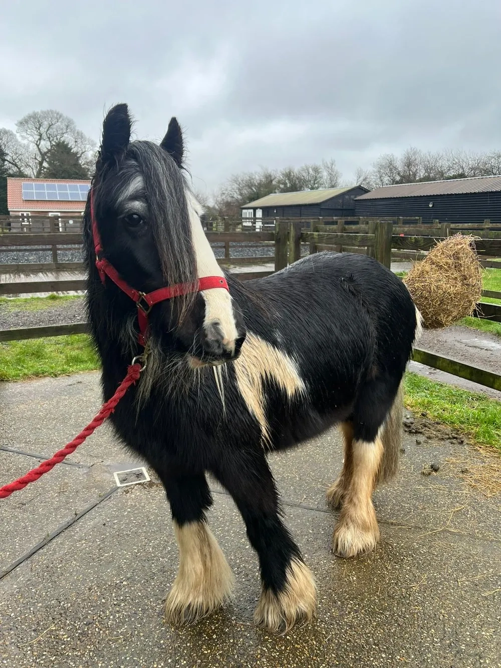 Long forelock, piebald mare, big brown eyes