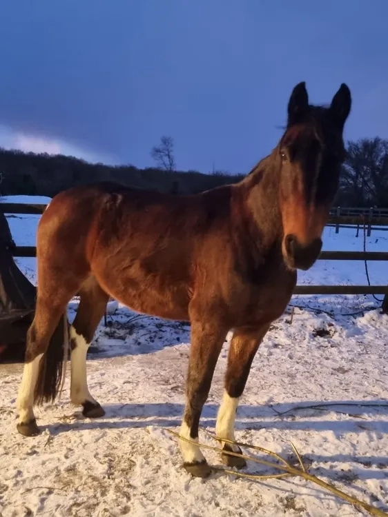 Skewbald, Trotter, snow