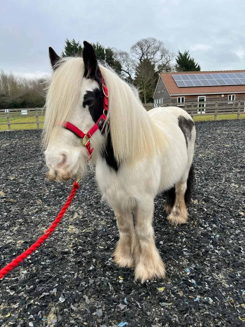 Long mane, skewbald mare, sleepy brown eyes