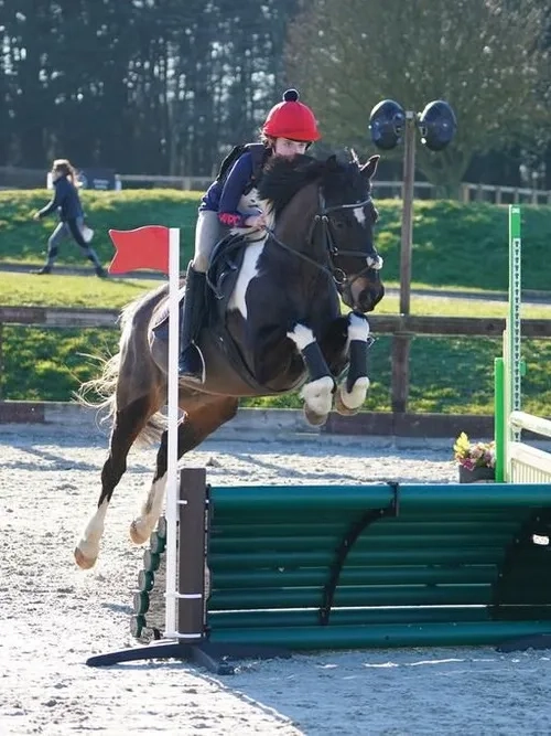 Gorgeous gelding, jumping, tricoloured pony