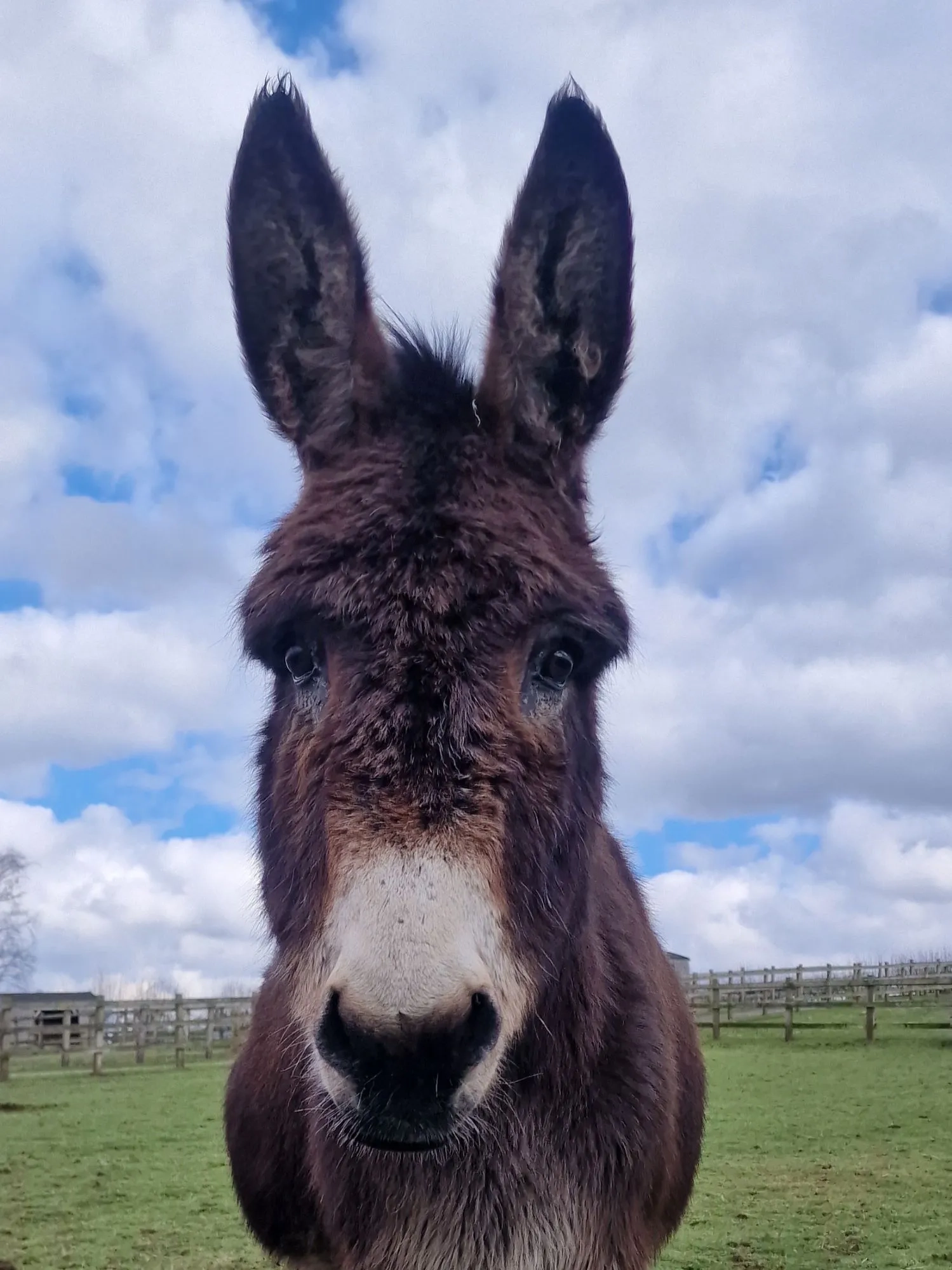 Wiggins the donkey
