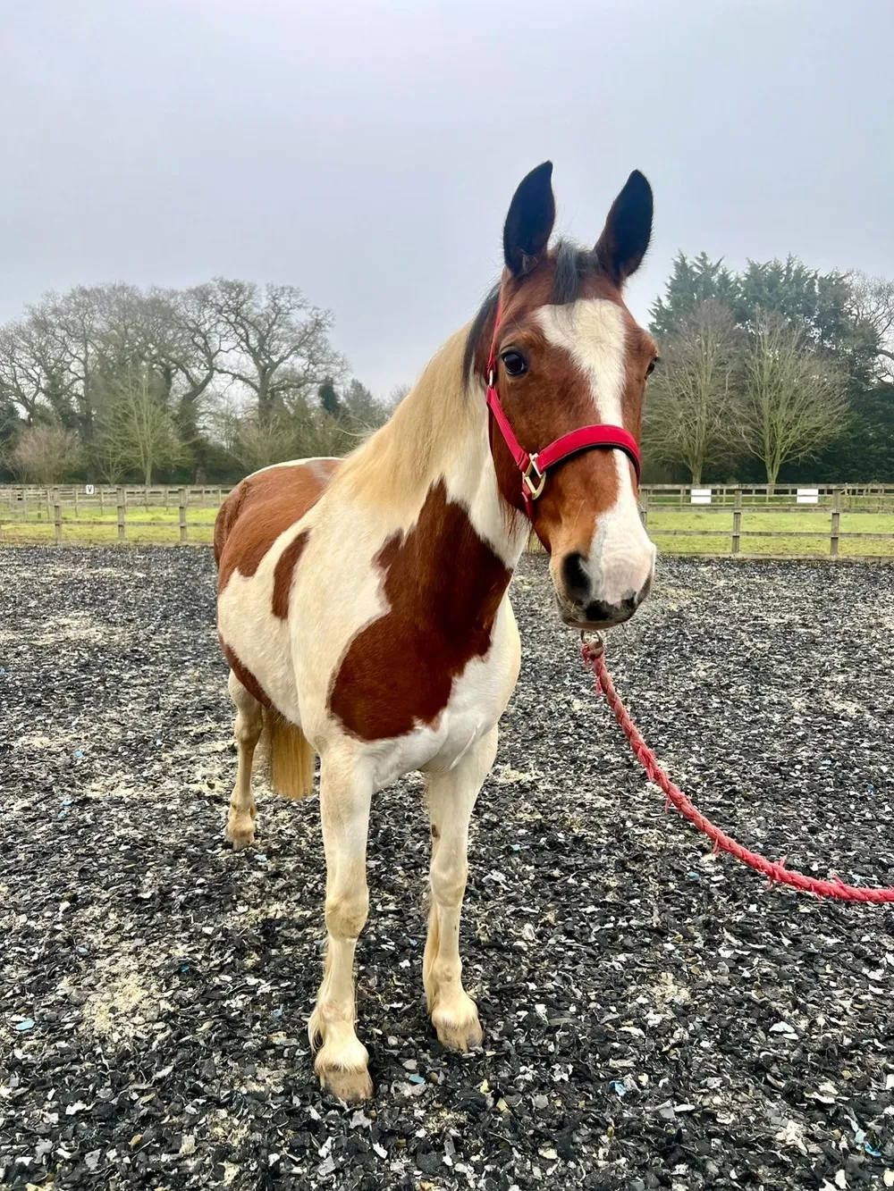 14.2hh Standardbred mare