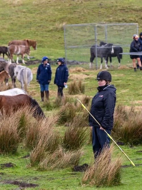 Redwings vet on Gelligaer common