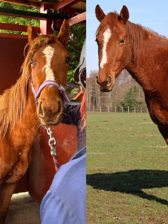 Two photos of Harmonia the horse. On the left is Harmonia on intake, she is very emaciated. On the right is Harmonia now at a healthy weight. 