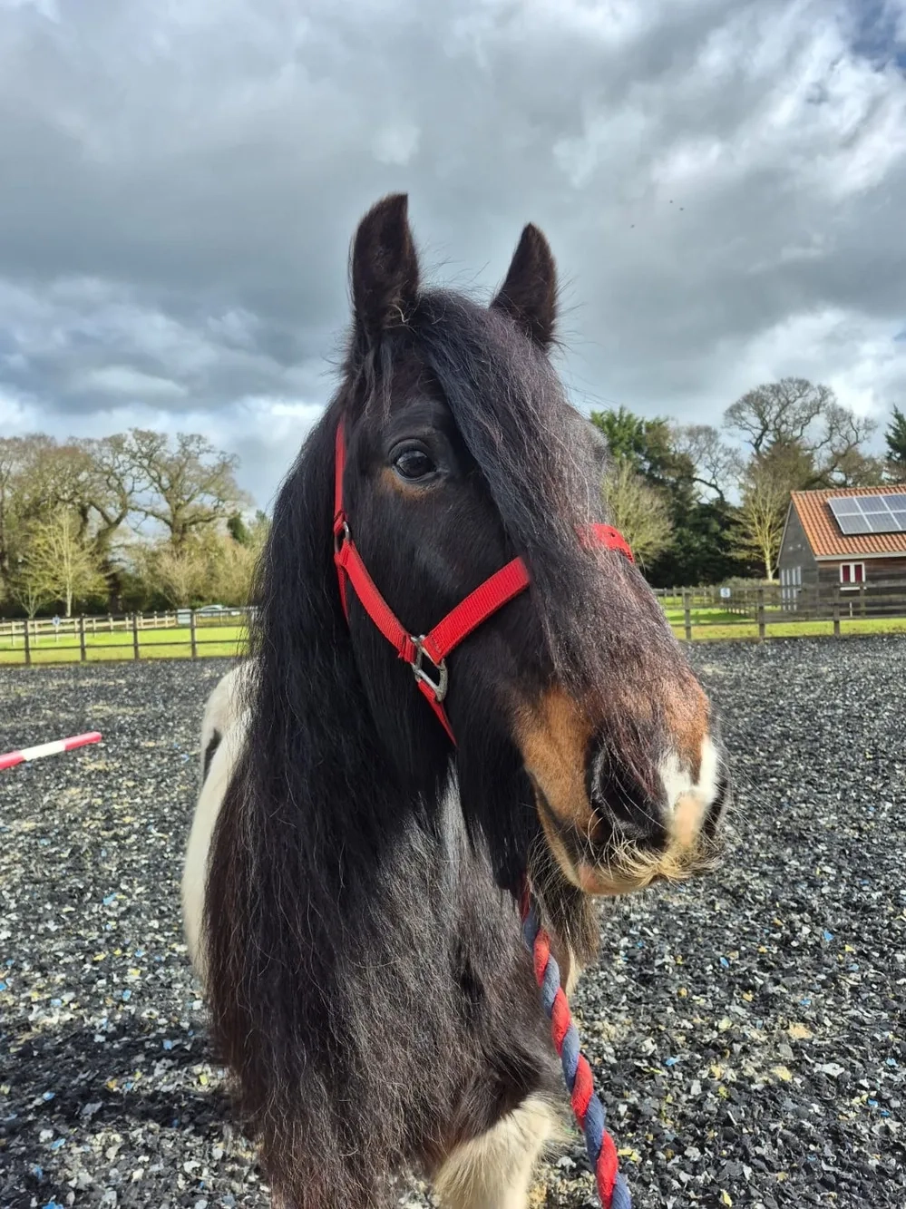 Cob Cross Gelding