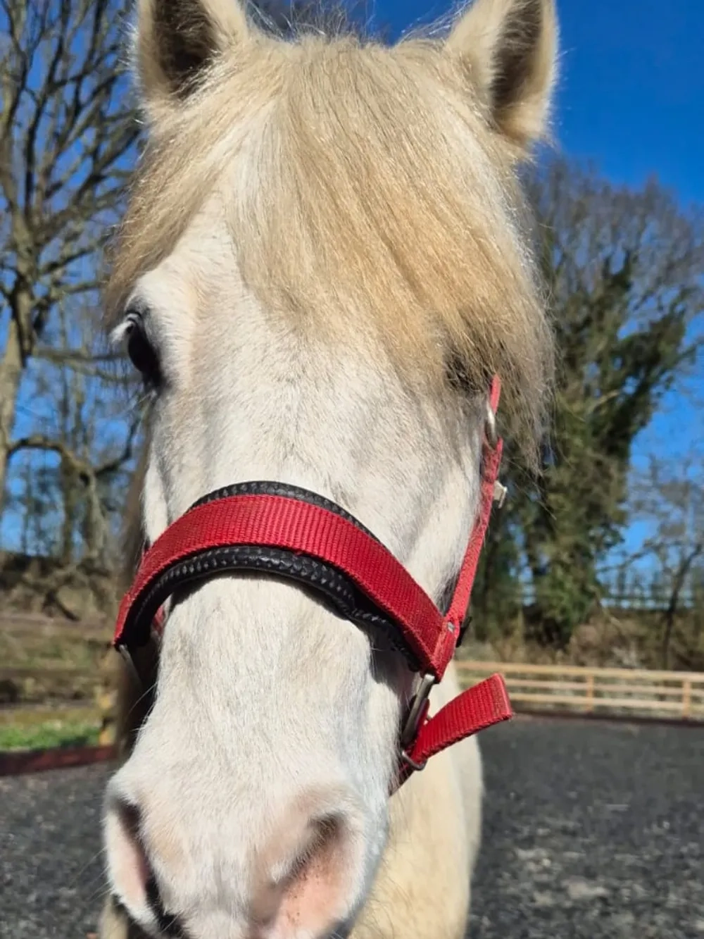 Redwings grey gelding