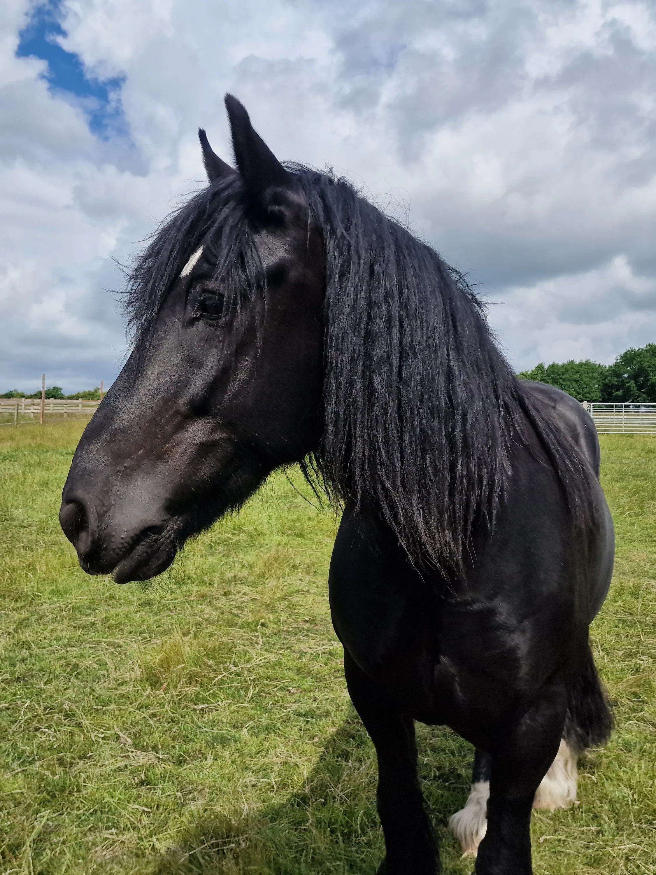 A photo of Callisto the horse stood in a field. 