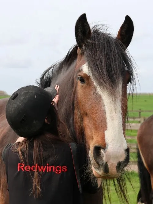 Lady the Shire being cuddled by a carer