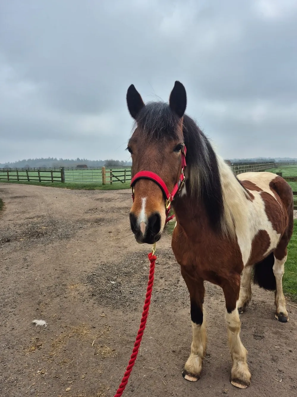 Beautiful, skewbald mare, Redwings pony
