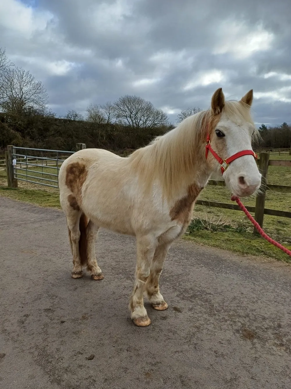 Redwings Welsh Cross