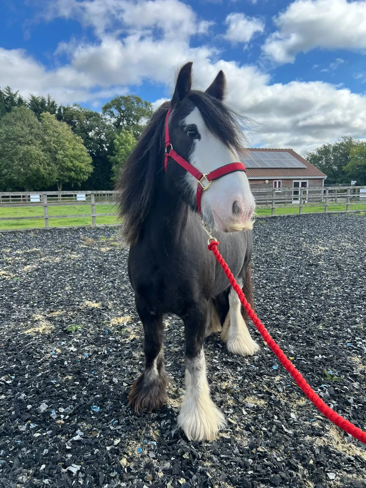 Gorgeous cob