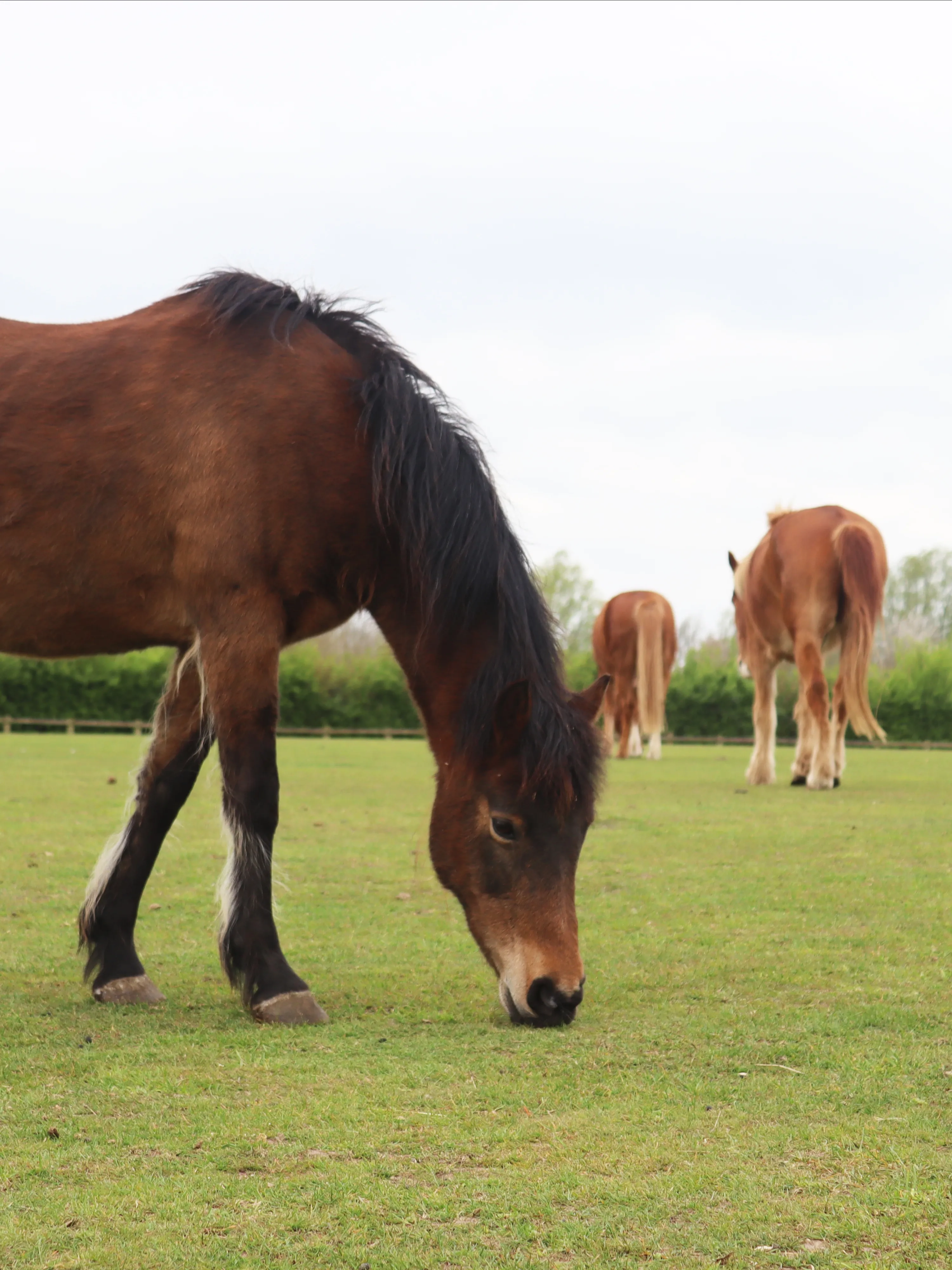 Photo of Siena the horse eating grass.