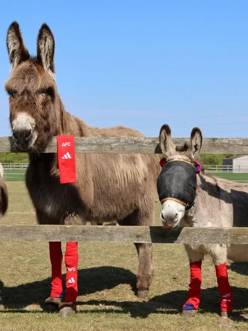 donkeys with socks