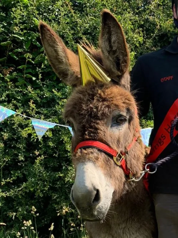 Photo of Wiggins the donkey wearing a party hat, stood with a handler.
