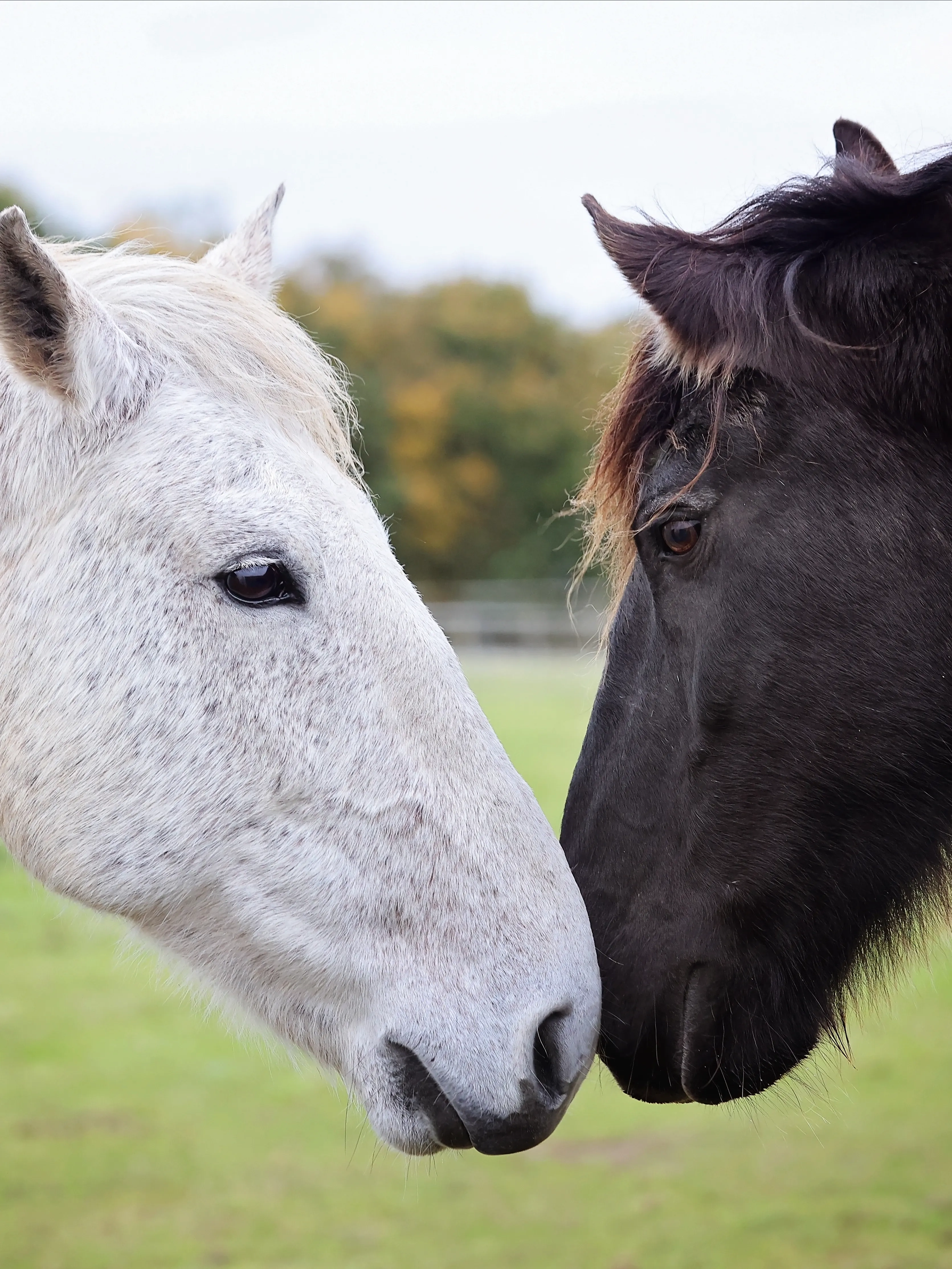 Photo of two horses touching noses 