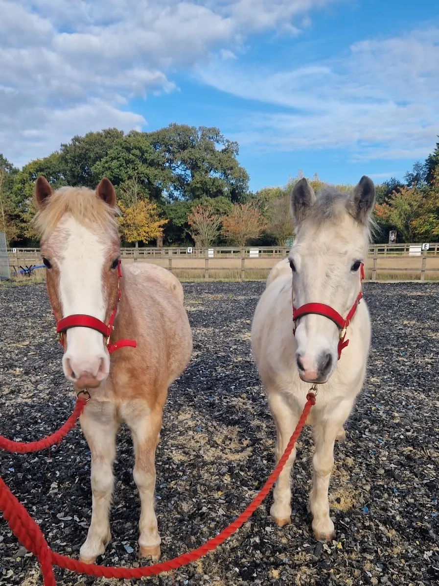 Redwings ponies