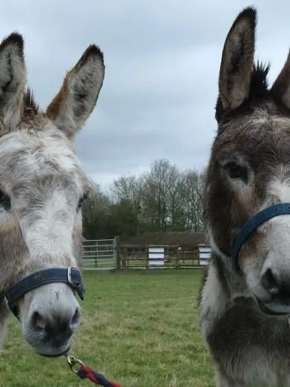 Photo of donkey duo Timothy and Cain