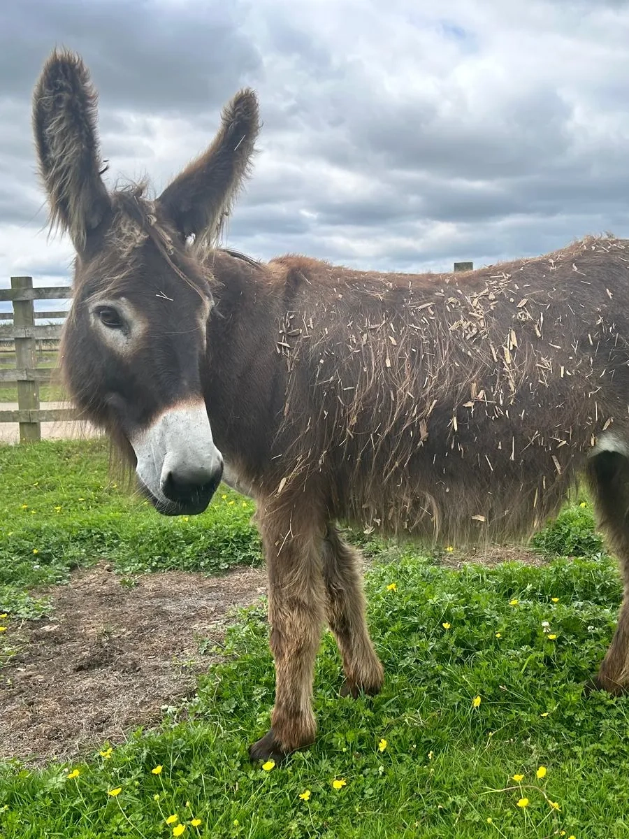 Arya the donkey stood on grass.