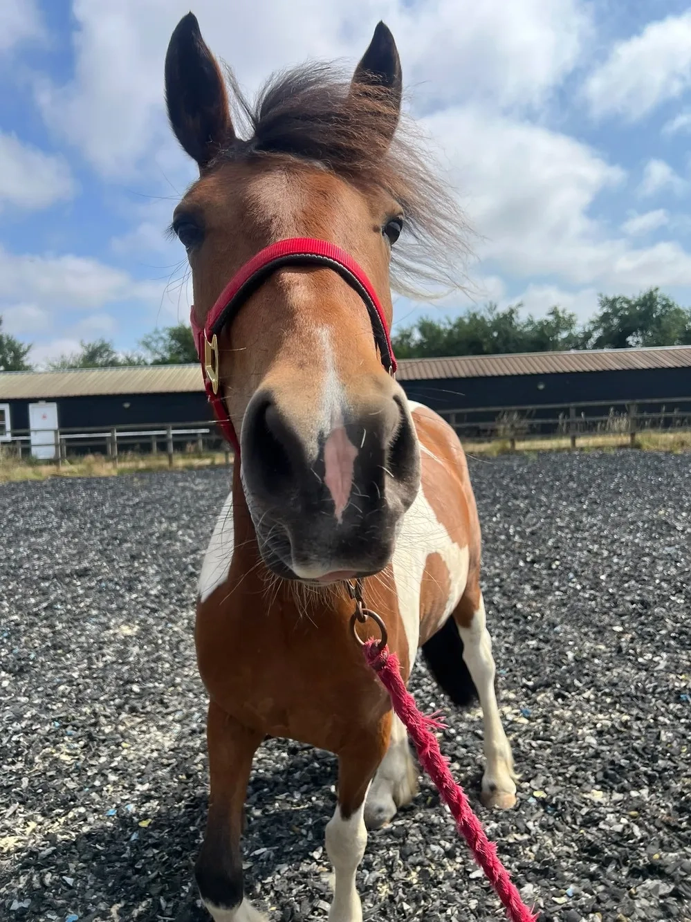 Skewbald pony saying hello