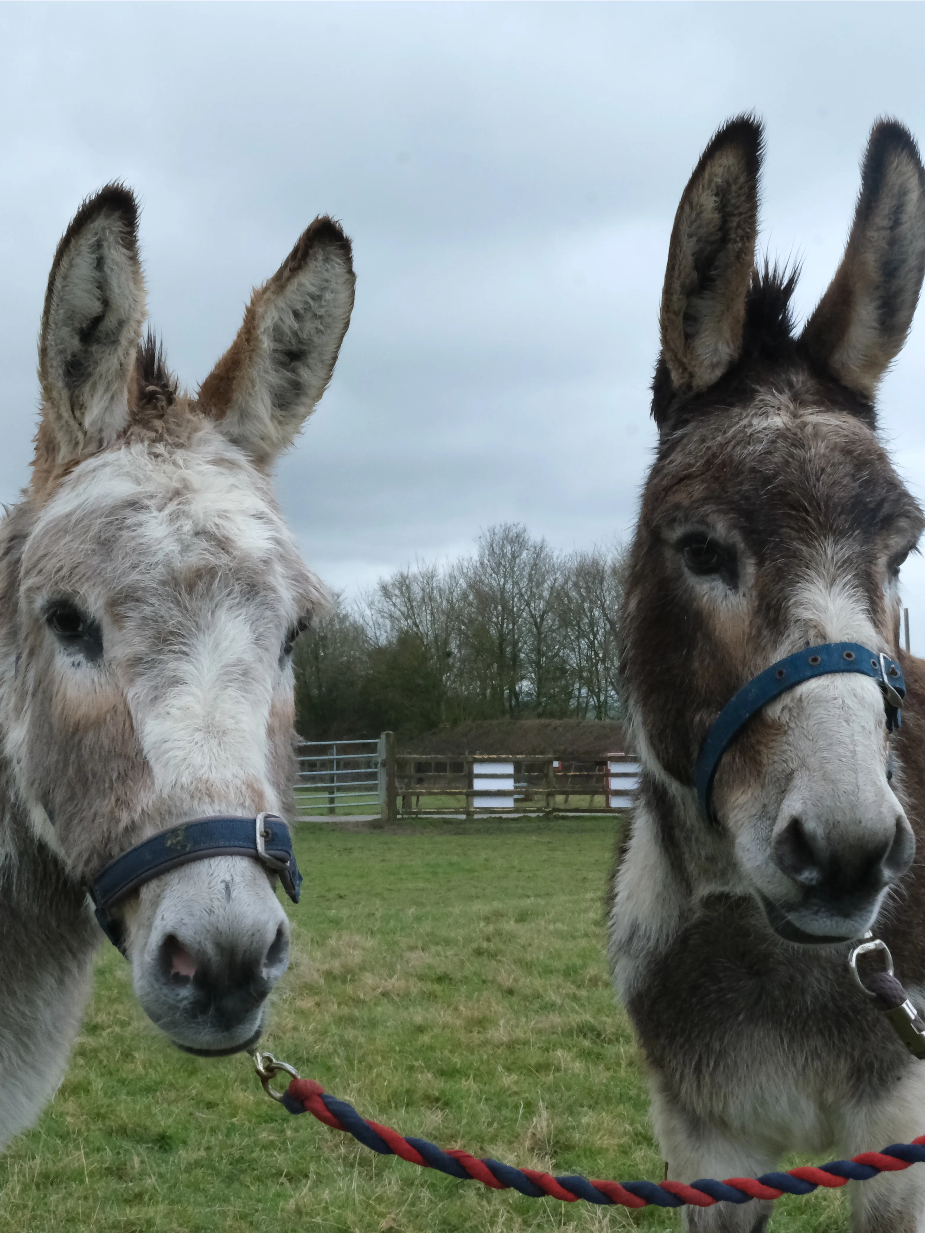 Photo of donkey duo Timothy and Cain