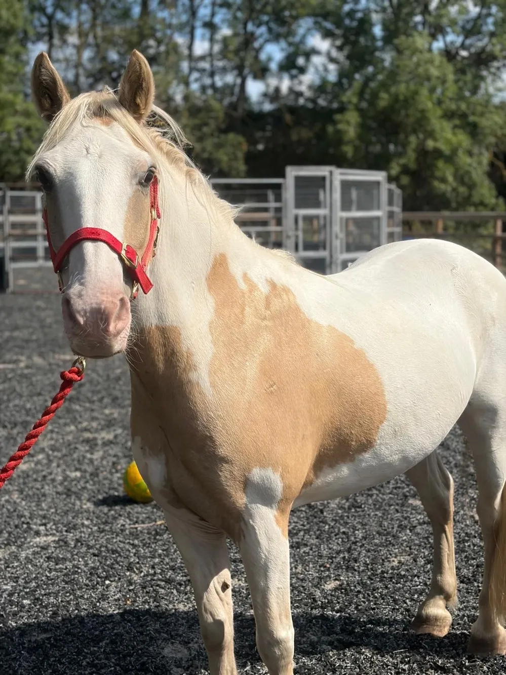 Coloured pony
