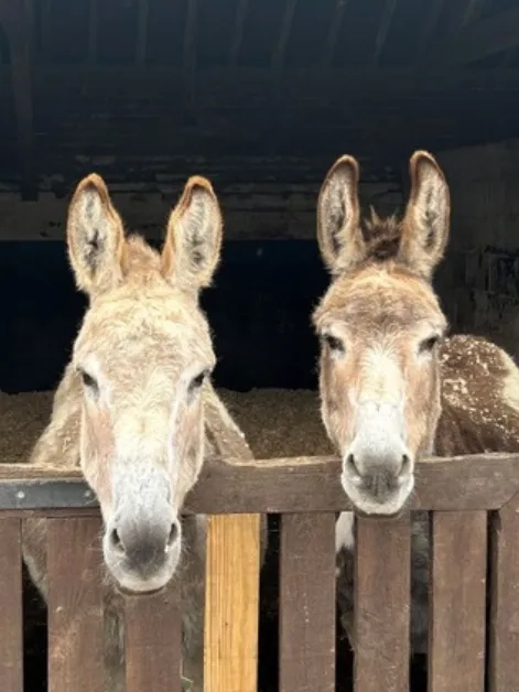 Timothy and Cain in vet stable 