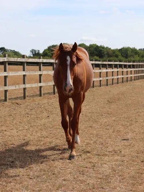 Photo of Echo the young horse walking towards the camera