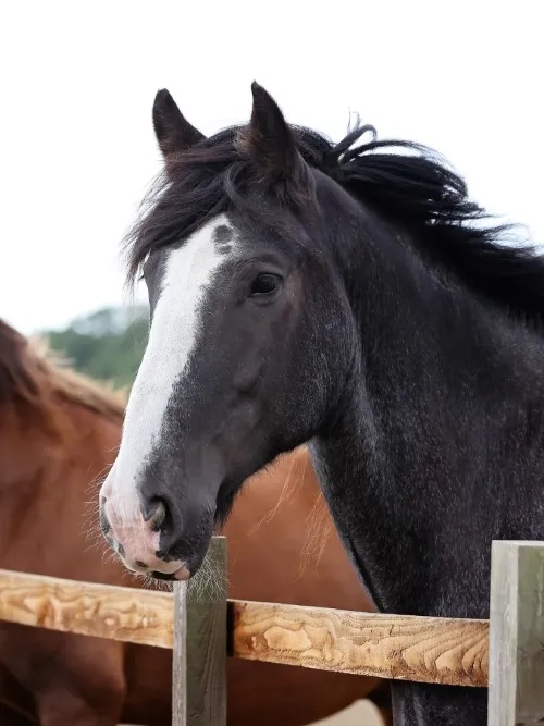 Photo of two horses (Fox and Bungle) looking over a fence. 