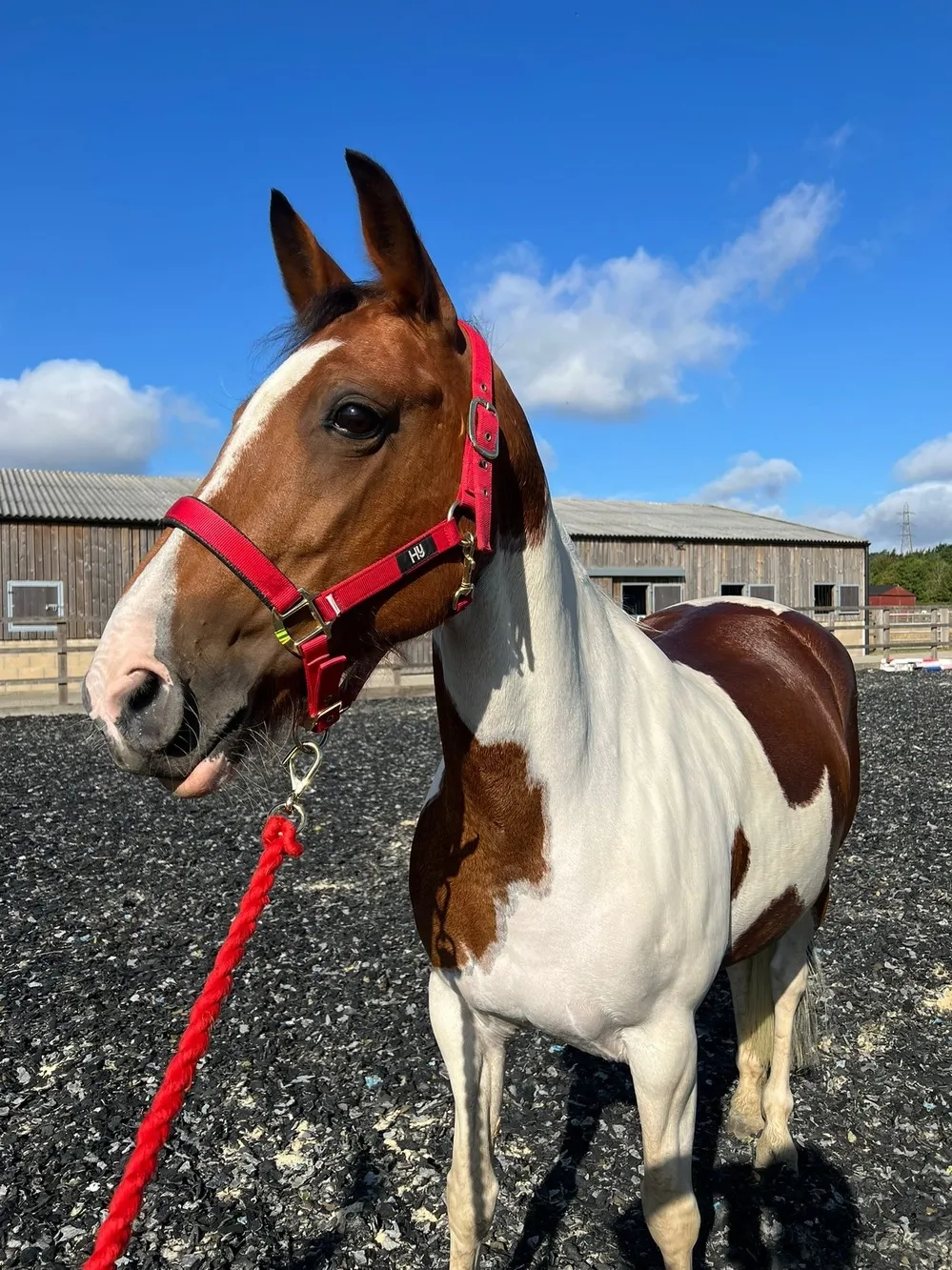 Skewbald Horse