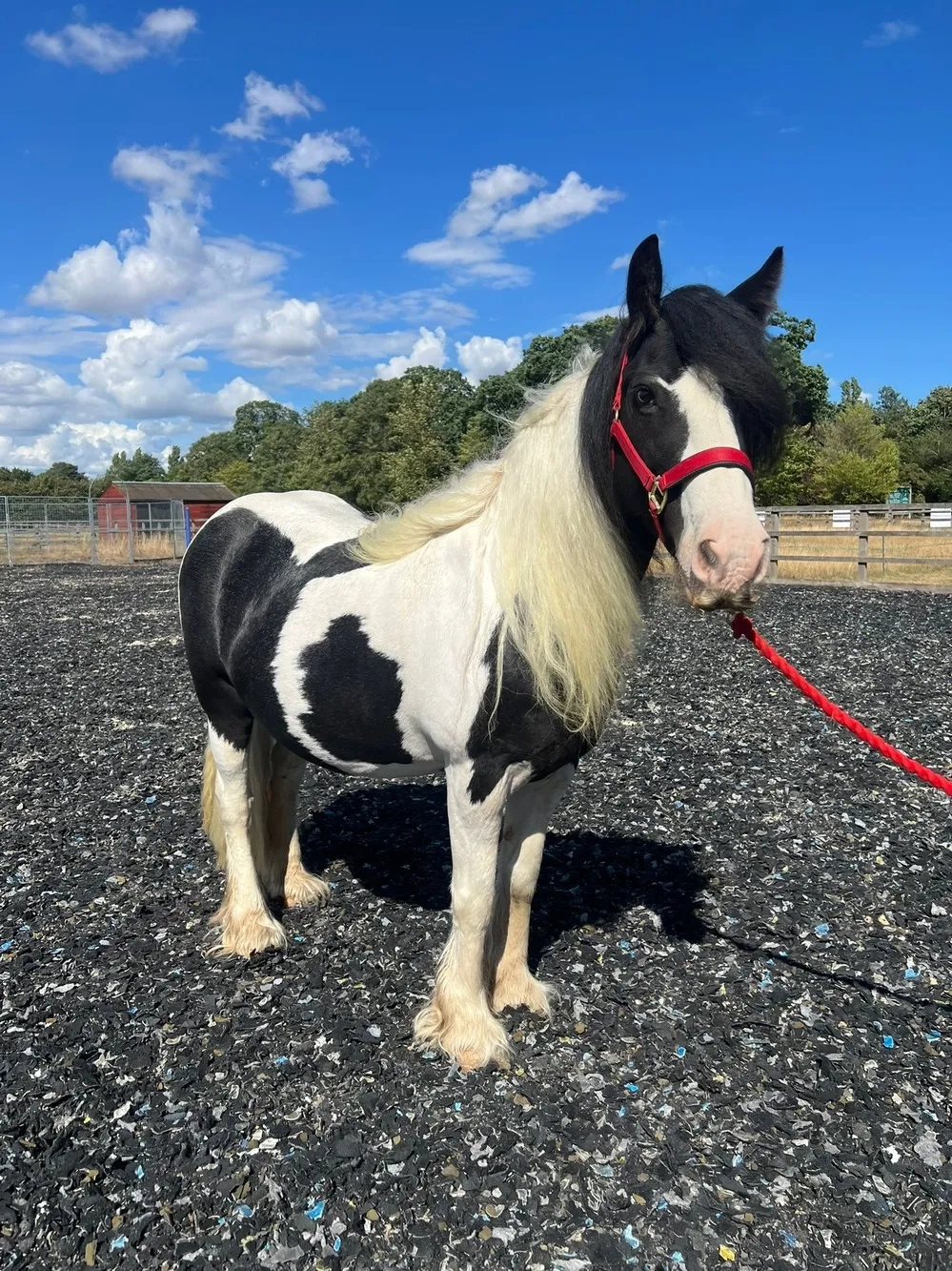 Piebald pony