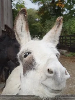 Dotty the donkey