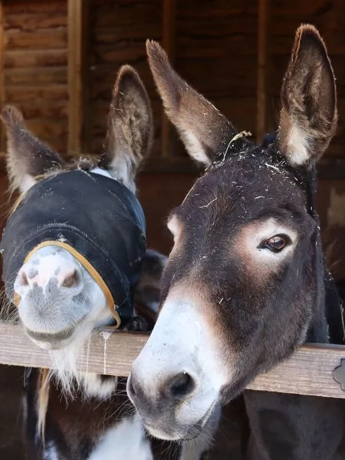 Photo of Martha and Esther (donkeys) looking over a stable door.