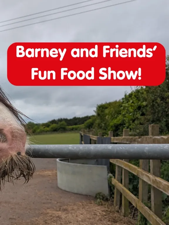 Photo of Barney the pony looking over a gate