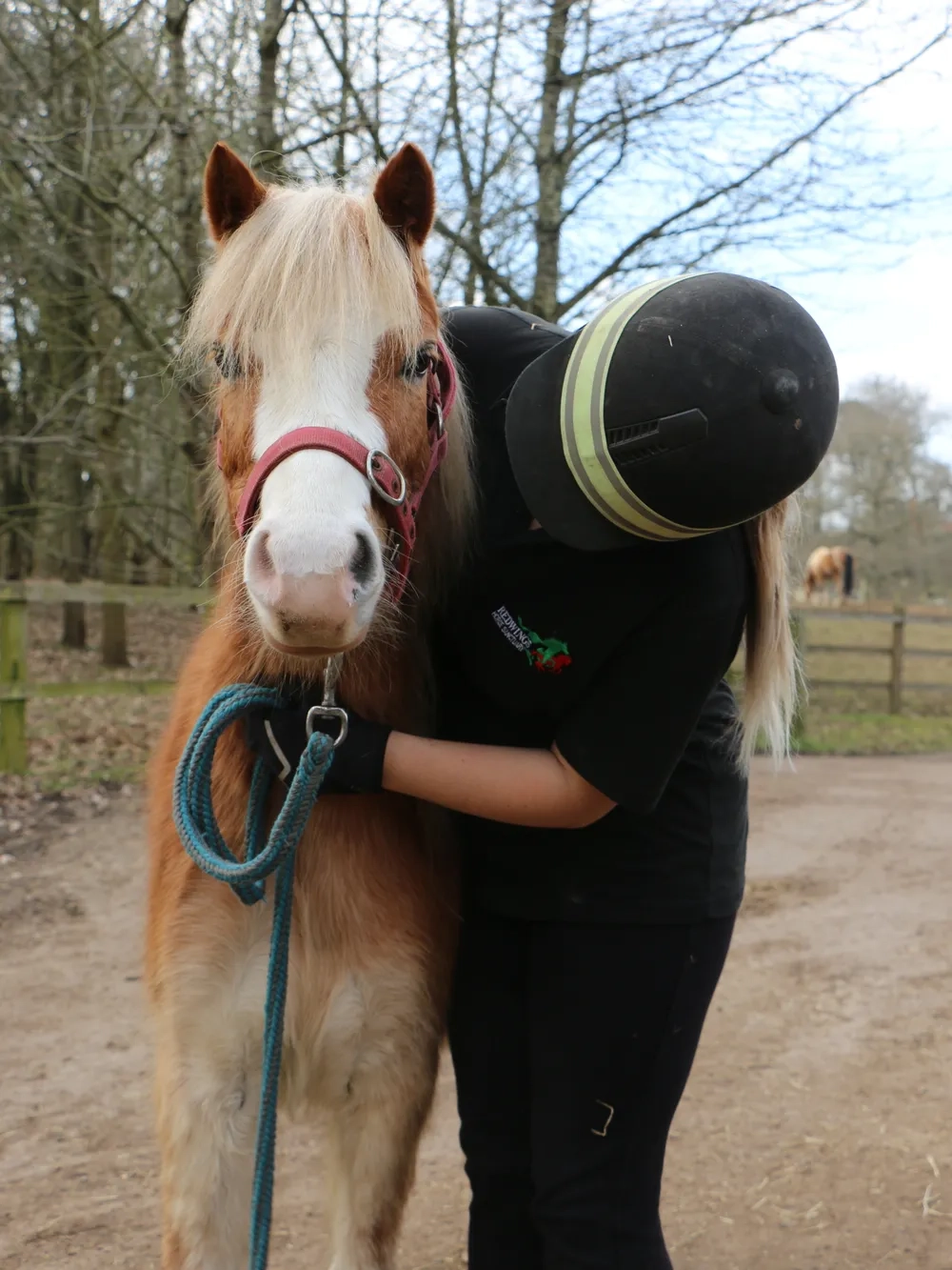 Chestnut pony cuddles with handler