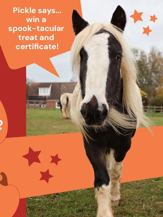 Pumpkin Hunt Aylsham