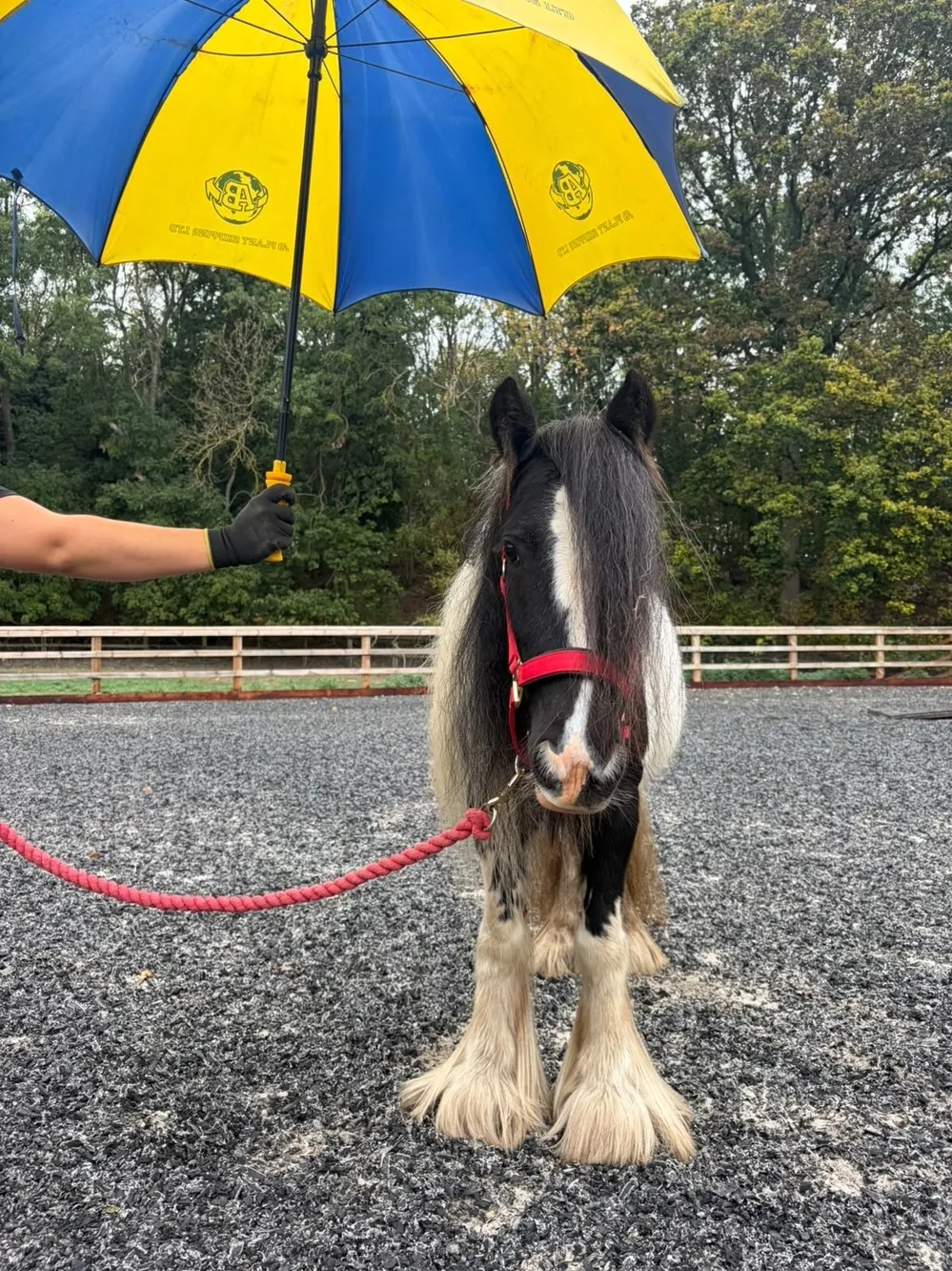 Pony Blossom under blue and yellow umbrella