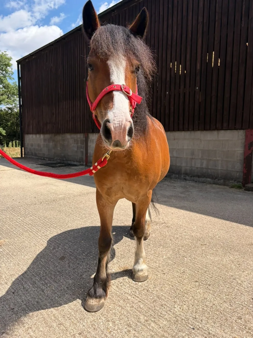 Redwings Marley, fluffy ears and white blaze
