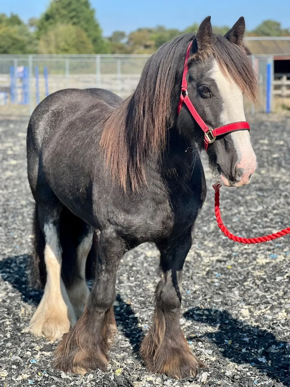 Cob Cross, gelding, long black mane 