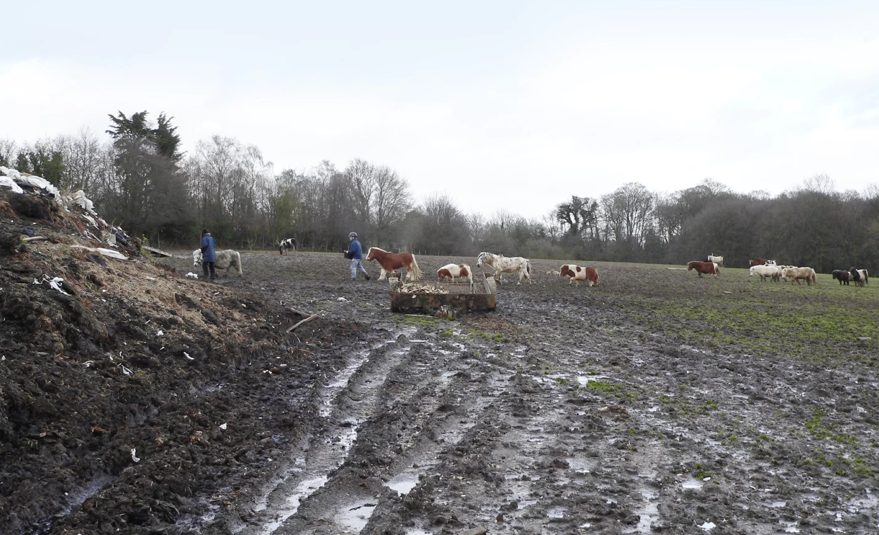 Horse and donkeys were found in appalling conditions at Spindle Farm