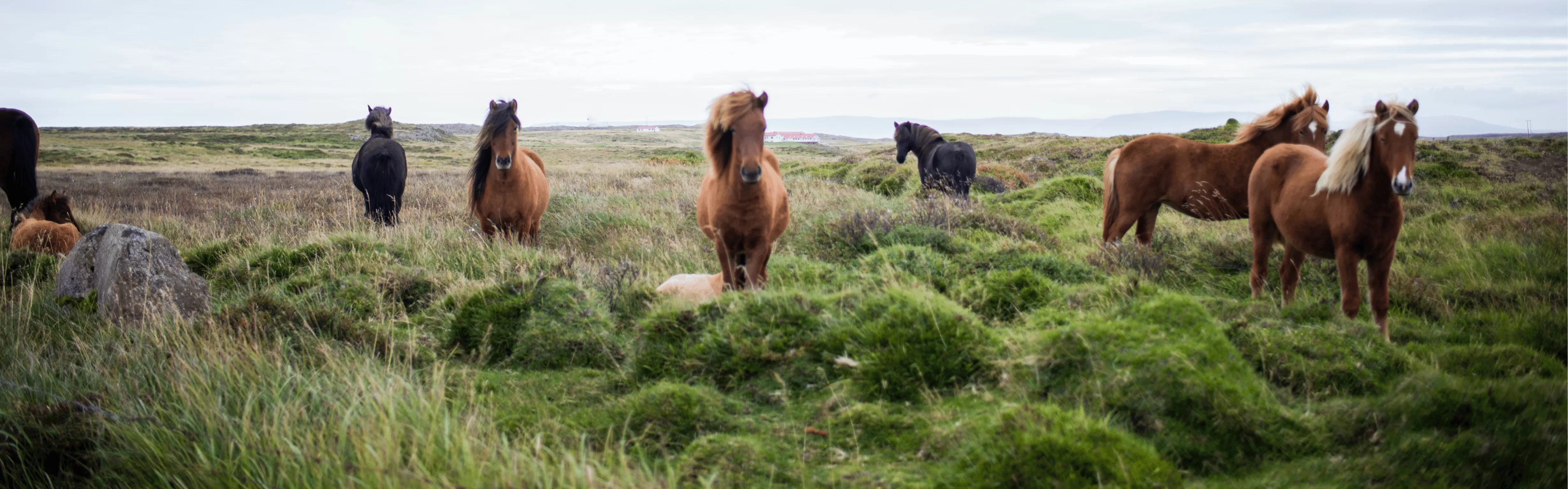 Hero banner for help centre of horses in field