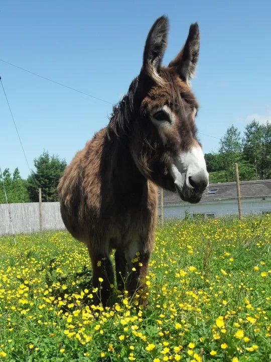 Adel on a lovely Summer's day