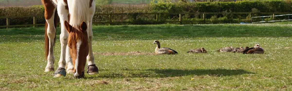 Gethin with the Geese