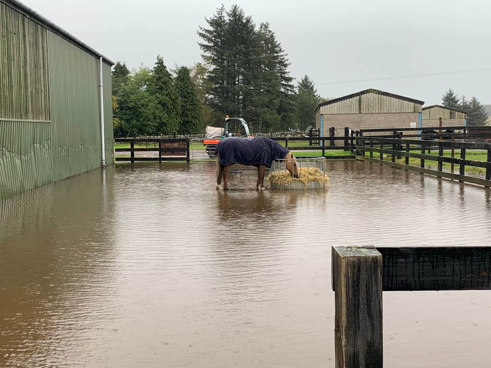 A horse standing in a flooded paddock at Redwings Mountains