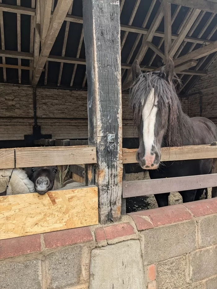 Ruby says 'peekaboo'! 