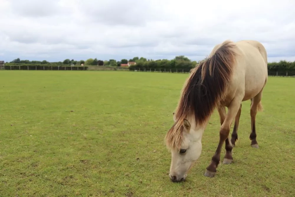 A young pony grazes in a large field of grass.