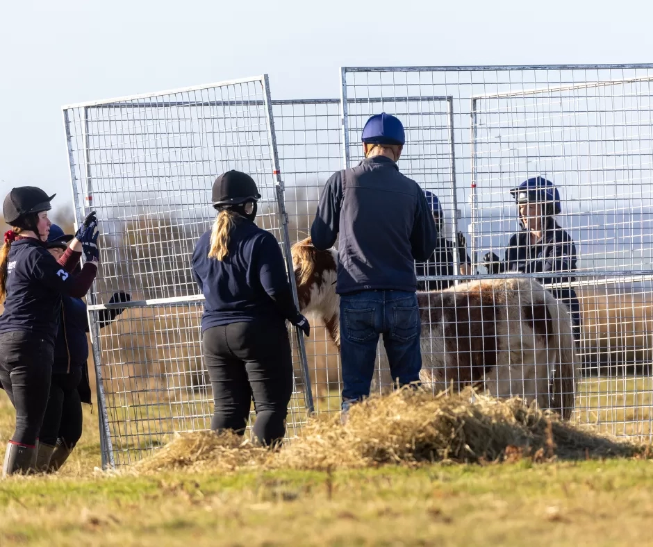 Photo shows several people holding fencing to contain a pony on the common