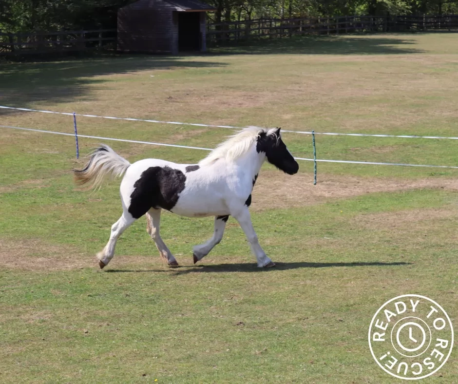 Tom the horse trotting in his new field. 