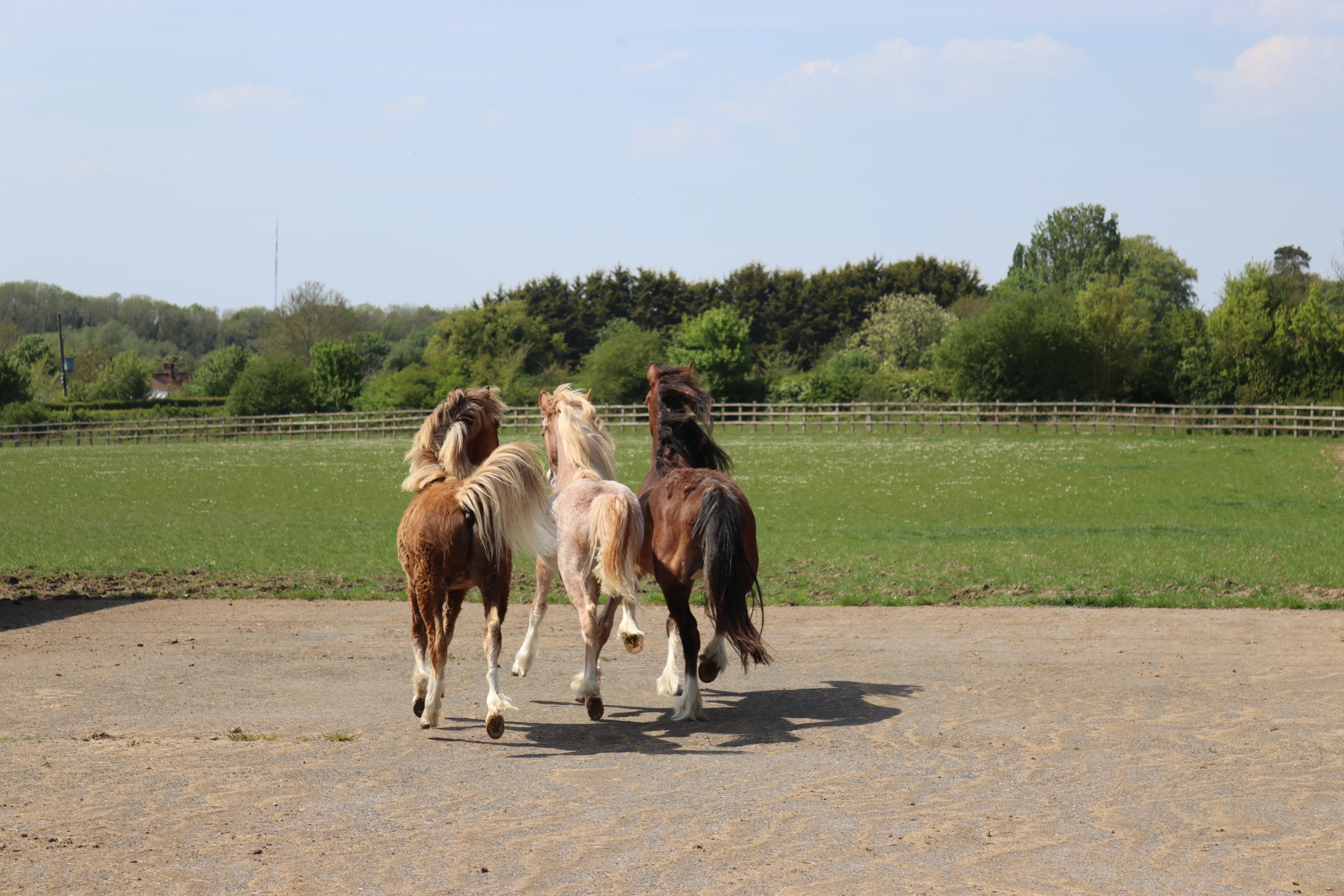 Photo of three ponies trotting away from the camera