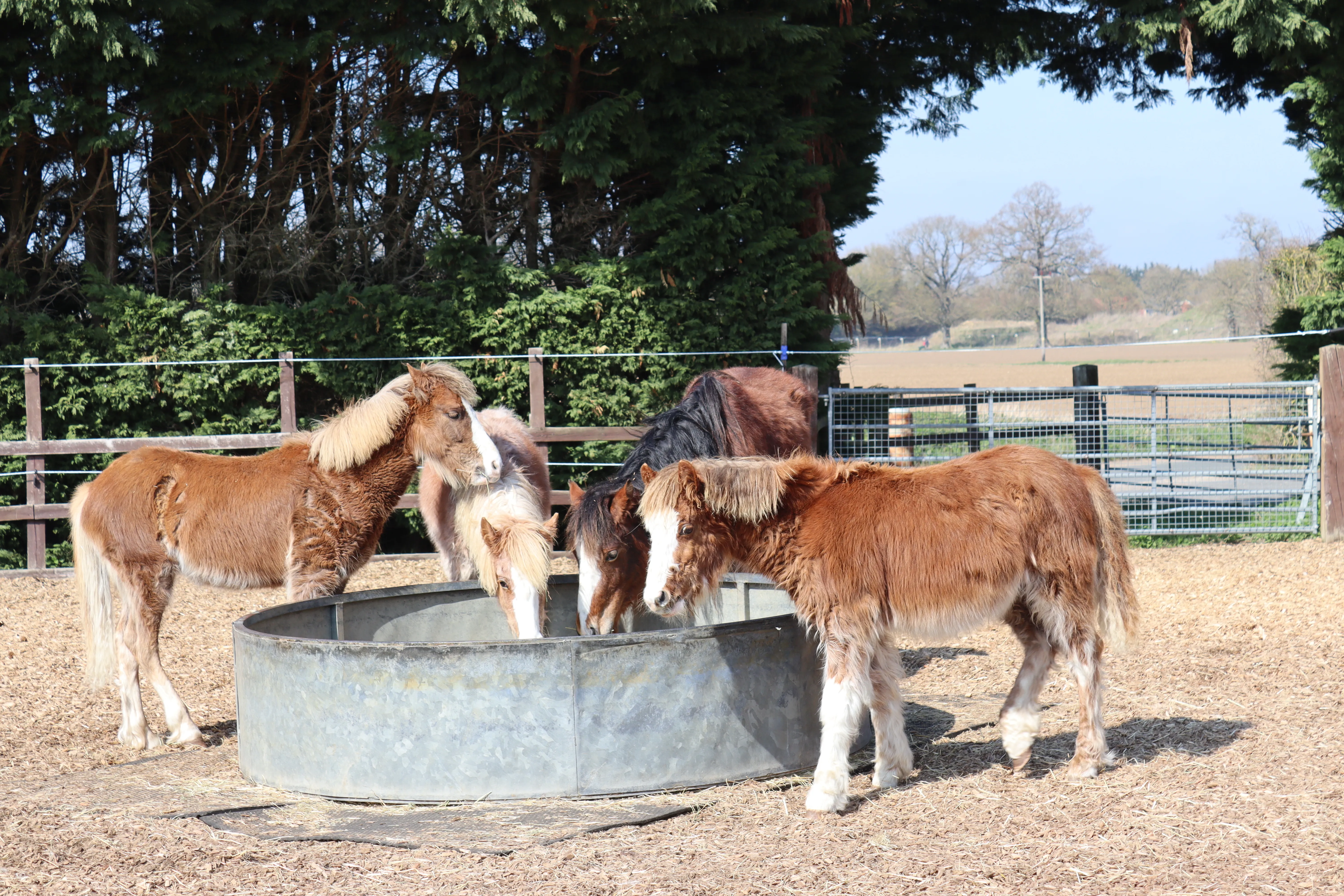 Four ponies stood around a hay ring. 