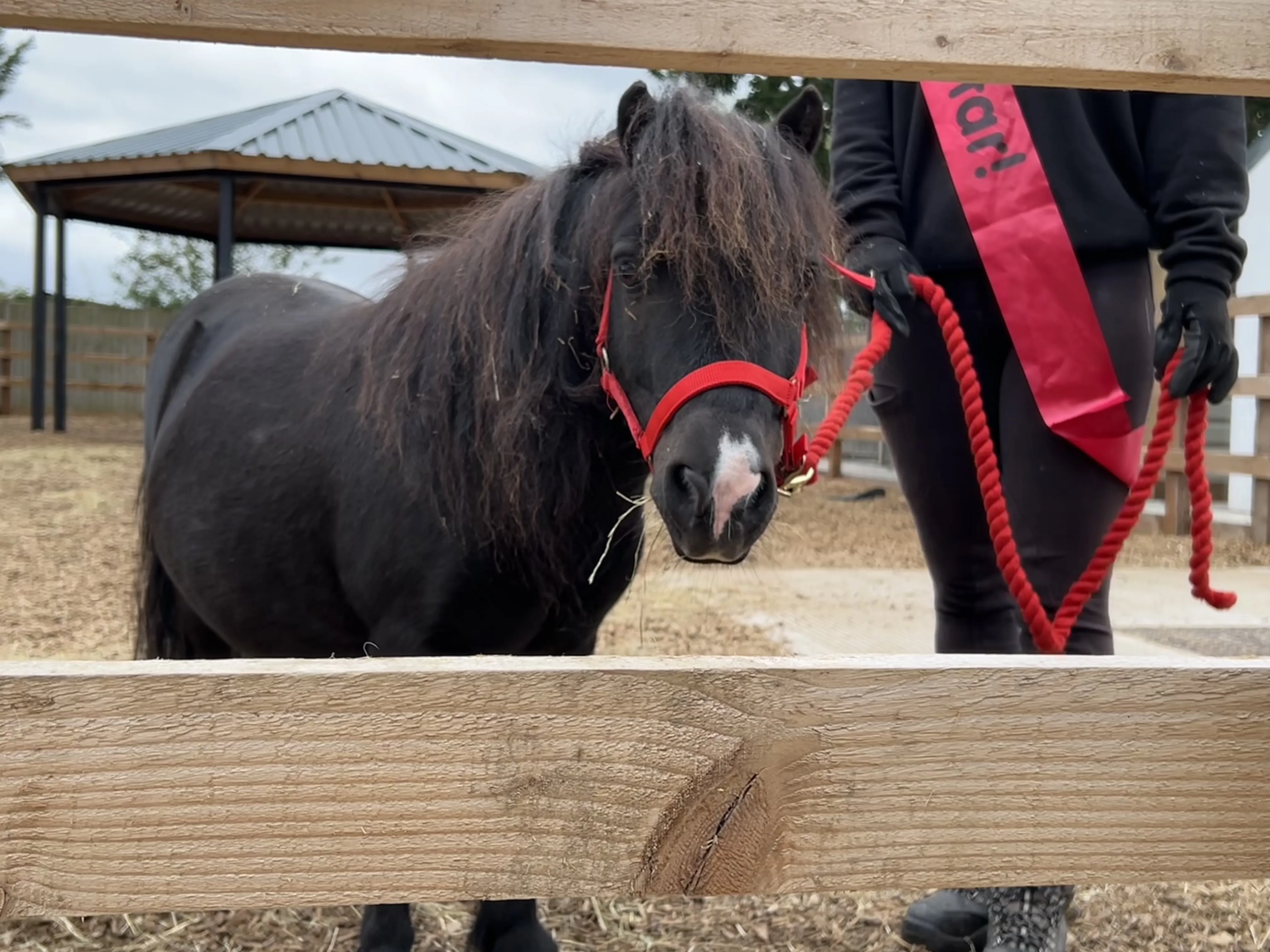 A small black pony looking through the fence